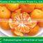 CITRUS pulp fresh fruits Nanfeng Baby mandarin from China