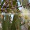 EUCALYPTUS GLOBULUS OIL 70%