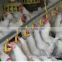 poultry feeding system