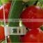 2017 Hot Sell Plant Support Clips for Vine Garden Vegetables