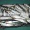 frozen pacific mackerel