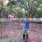 lagerstroemia indica 1.7m trunk height D5-6cm flower season