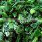 sandwich partner bulk export market prices vegetable frozen spinach 2021 new crop food planet hot selling iqf frozen spinach