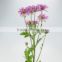 Special new products purple chamomile chrysanthemum plant
