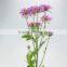 Best quality Cheapest chamomile chrysanthemum