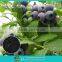Organic fertilizer for blueberries