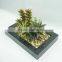 2014 new design artificial cactus plants /wholesale bonsai trees