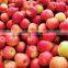 Professional Fruit Supplier Fresh Red Delicious Apple