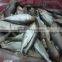 FROZEN DOTTED GIZZARD SHAD FISH W/R - SIZE 4/6