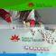 High quality Medical teaching Nasal bone model