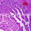 Individual slides you can choose from Professional Teaching Aid for Students Human Histology Pathology Prepared Slides