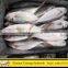 500-800g Red Tail Horse Mackerel