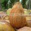 excellence coconut exporter