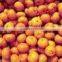 Baby Mandarin Orange / Nanfeng Baby Mandarin /Fresh Mandarin Orange