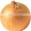 Export fresh onion from Chinese factory
