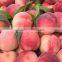 2016 High Germination Rate Peach Seed For Growing