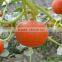 Wholesale hybrid chinese pumpkin seeds red pumpkin seeds For Growing-Red Sun