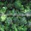 Frozen vegetable broccoli