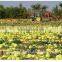 wholesale red melon seeds with big size natural color