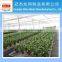 Greenhouse Movable Seedbed for Garden Vegetable