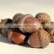 High Quality Acorn Nut Processing Machine Oak Seeds Dehuller
