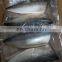 Good price IQF frozen pacific mackerel fish fillet