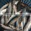 China seafood of Round Scad with size 7 - 8 pcs / kg