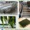 seaweed washing machine/Industrial washing drying machine/seaweed nitrate packaging machine