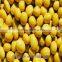 soya beans ,non-GMO,good quality,cheap price