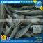 Fresh seafrozen horse mackerel whole round