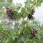 Plastic Streched Neeting Protect Plants From Bird & Insect