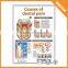 00-0020 Pharma gift 3d medical chart, anatomy emboossed medical wall chart