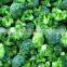 IQF frozen Broccoli with best price for sale