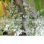 white wholesale branches silk flowers cherry blossom