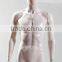 Plastic 3/4 Male Torso Mannequin