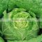 Sell new crop fresh Chinese Cabbage from Good Farmer