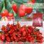 Natural Dry Goji Berry Healthy Berry