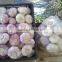 Importer to buy fresh garlic from Egypt with good quality and cheaper price