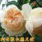 All rose variety