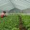 Agrcultural HDPE material white ,anti -insect net ,anti- wind dust net