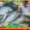 FROZEN HILSA SARDINE WHOLE ROUND