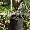 Hot sale felt grow pot for plants