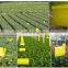 Best sell product yellow hanging fruit fly glue trap paper for outdoor garden
