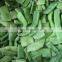 Sinocharm New Season BRC A Approved W10-15MM IQF Cut Green Romano Bean Frozen Romano Beans