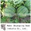 Shijia chinese high resistance hybrid f1 watermelon seeds