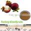 Mangosteen Extract Alpha Mangostin 10%-90%