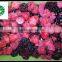 Frozen IQF Mixed Berries With BRC Kosher Certificates