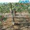 Agricultural Drip Irrigation Tape System