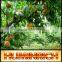 Relationship Between Root Growth And Fertilization Of Fruit Trees