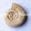 precious natural Ammonite fossil snail fossil for gift